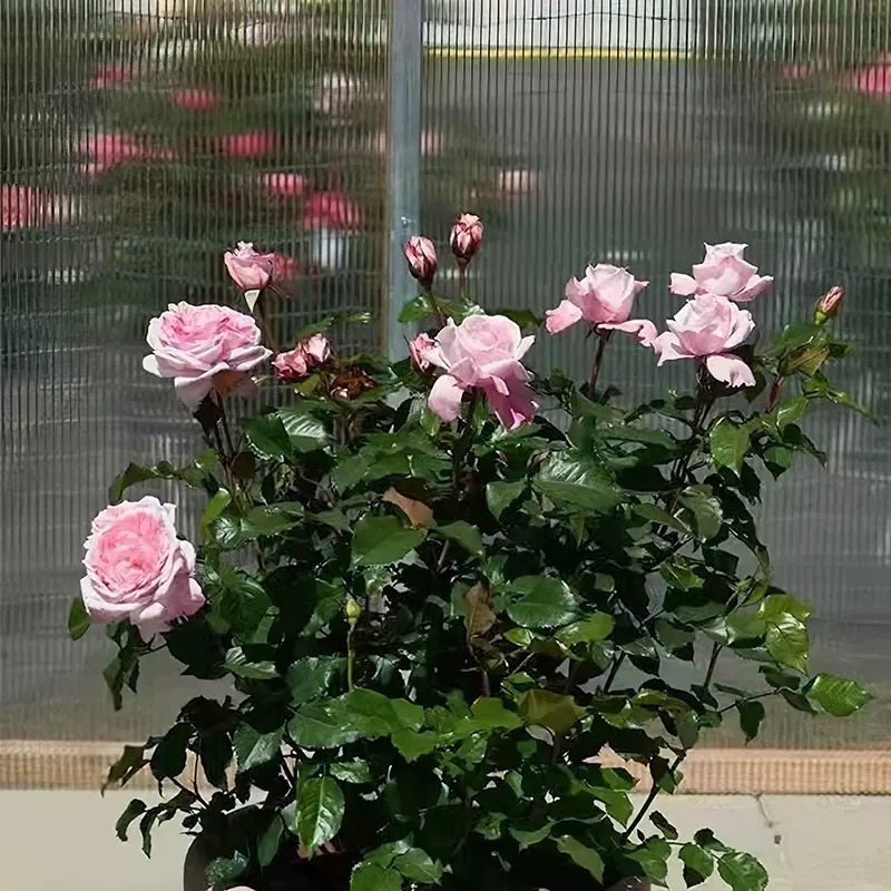 玛里斯丹麦月季四季开花爬藤月季,鲜花速递/花卉仿真/绿植园艺,月季/蔷薇/玫瑰,淘宝优惠券,粉丝福利购,淘宝优惠卷