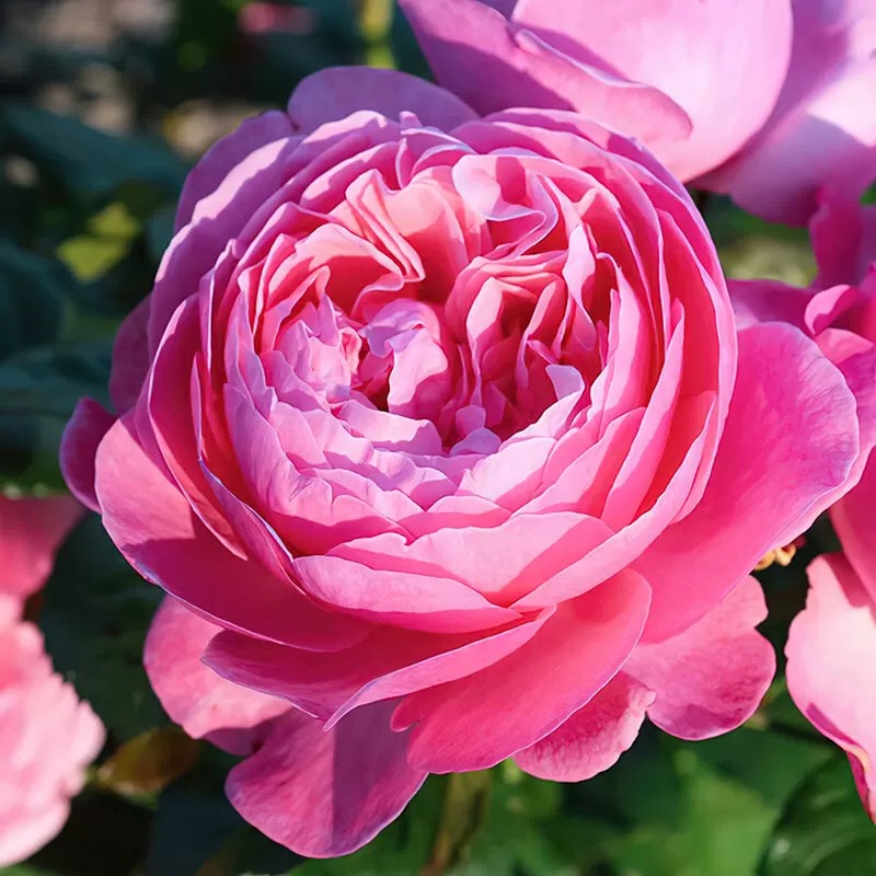 克隆香水月季爬藤蔷薇花四季开花