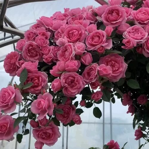 【嬉皮士星星】爬藤月季 花量大 耐风吹日晒雨淋 勤花 庭院 阳台