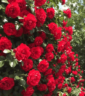 下单即送随机中苗一颗，品种不接受指定