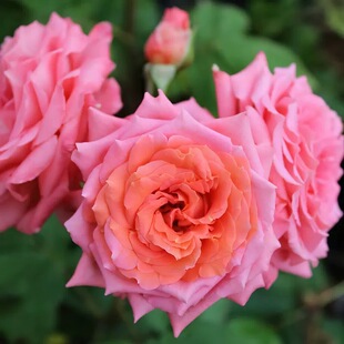 埃米尔学院多季开花适合阳台栅栏庭院爬藤植物庭院种植