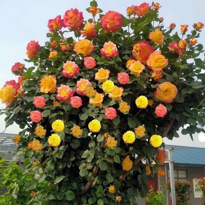 藤彩虹土球发货藤本月季爬藤多季开阳台