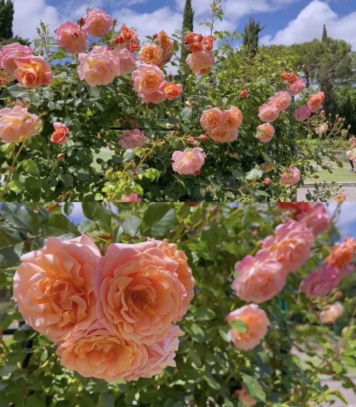 蜜桃冰淇淋月季 科德斯ADR月季 浓香抗病强小藤本,鲜花速递/花卉仿真/绿植园艺,月季/蔷薇/玫瑰,淘宝优惠券,粉丝福利购,淘宝优惠卷