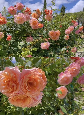 蜜桃冰淇淋月季 科德斯ADR月季 浓香抗病强小藤本