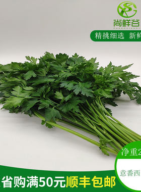 新鲜意反西欧芹香芹番荷兰芹