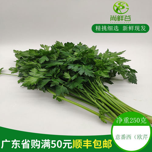 新鲜意反西欧芹香芹番荷兰芹