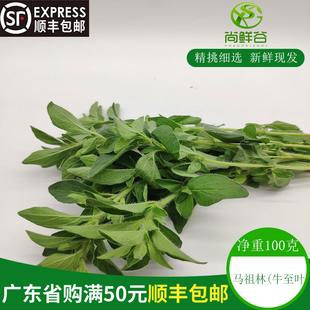 香料牛至奥勒冈草 俄力冈叶披萨草 马祖林 Origanum 大兔叶100g