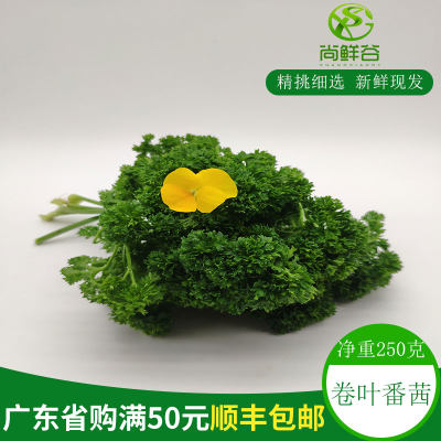 新鲜法国香菜 蕃息 番西 反西 荷兰芹 洋芫荽 摆盘 餐厅 250g/