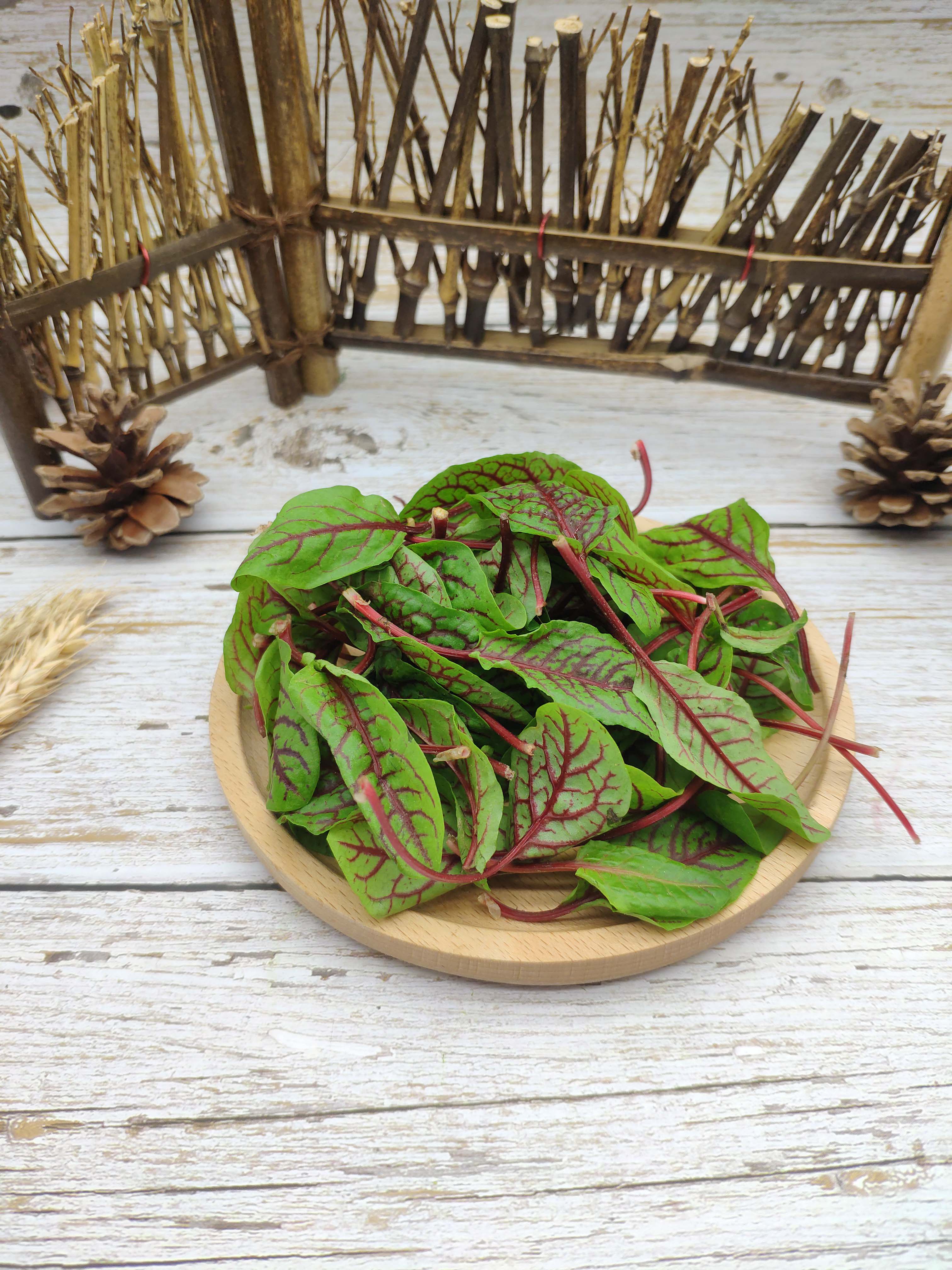 新鲜酸模叶 红脉酸模 酢浆草可食用餐厅摆盘装饰苗菜每盒40片9元