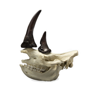 RHINOCEROS 白犀牛头骨带角雕塑装 SKULL HORNS 饰摆件 WITH WHITE