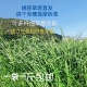 25年新烘干头茬提摩西草段兔兔龙猫荷兰猪一袋一斤满2斤 包邮