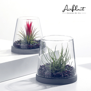 Pix空气凤梨桌面室内办公创意小盆栽玻璃微景观摆件无土绿植盆景
