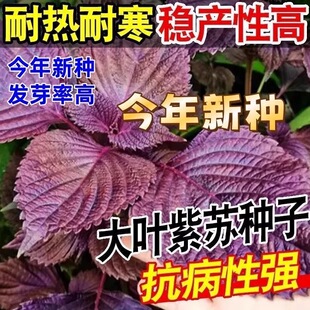 紫苏种子可食用双面红紫苏大叶紫苏种子四季耐热阳台盆栽蔬菜种子