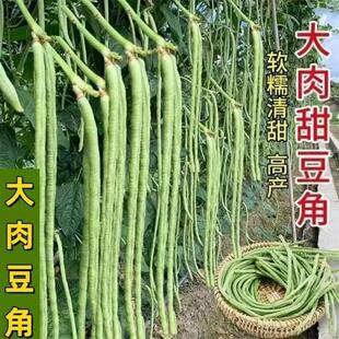 超好吃春夏秋播甜豆角种子大肉糯米白长豆角白玉长豇豆易种蔬菜孑