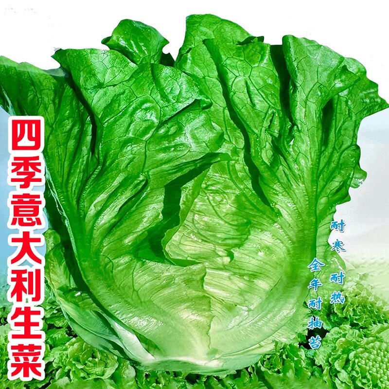 速生意大利生菜种籽速生球包心生菜四季盆栽罗马生菜沙拉蔬菜种籽