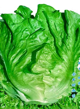 速生意大利生菜种籽盆栽沙拉蔬菜
