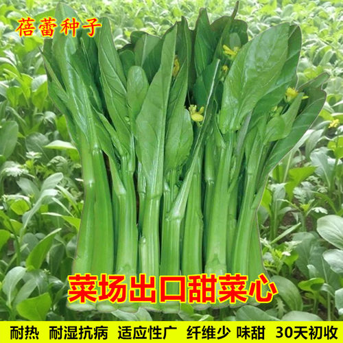 农家种子菜场出口广东耐热盆栽