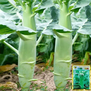 香菇鸡腿芥蓝种子苗粗大芯芥兰种籽孑四季秋季蔬菜秧苗高产菜籽种