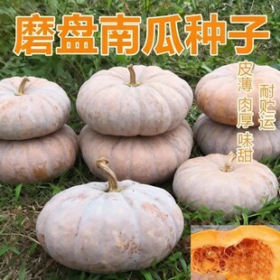 磨盘大南瓜种子巨型特甜面大南瓜种籽高产味甜面高产南瓜蔬菜种子