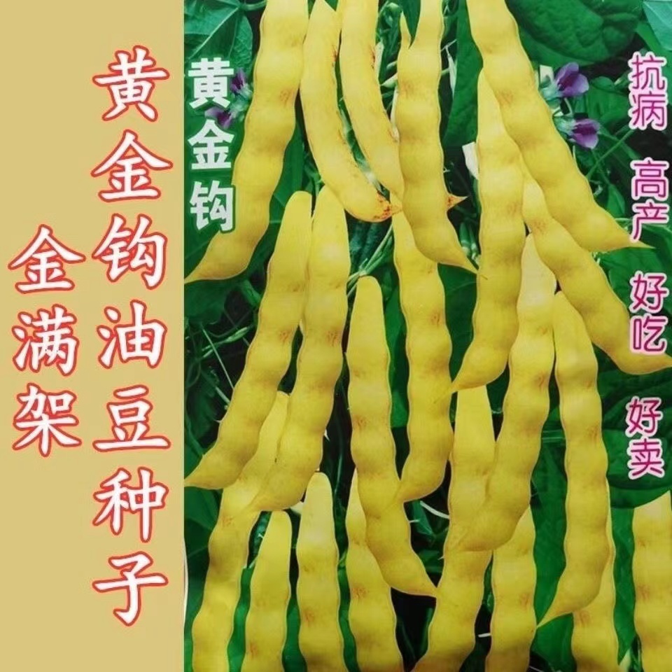 黄金钩油豆种子春秋两季高产抗病