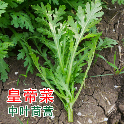 皇帝菜中叶茼蒿种种农家菜籽阳台