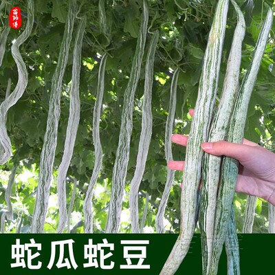 蛇瓜种籽种子高产抗病