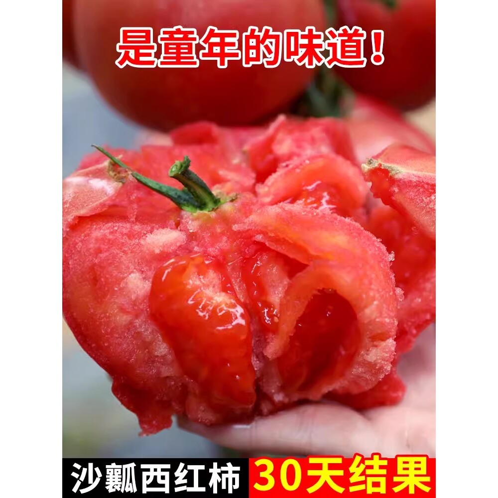 沙瓤红粉佳人西红柿种孑高产抗病