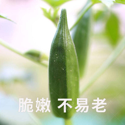 蔬菜高产水果四季盆栽黄秋葵种子