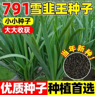 791宽叶韭菜种子雪韭菜籽根四季不休眠阳台盆栽种植耐热寒蔬菜种
