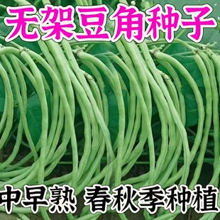 不用搭架的无架豇豆种籽矮生长豆角江豆豇豆种孑阳台蔬莱疏菜种子