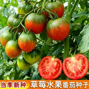 正宗铁皮草莓柿子番茄种子西红柿籽种四季春秋超甜瓜果种子大全