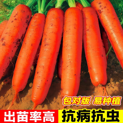 老品种胡萝卜种子高产抗病耐寒