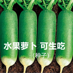 水果萝卜种子孑春季 盆栽青皮绿肉甜脆天津沙窝罗卜种籽 四季 夏秋季