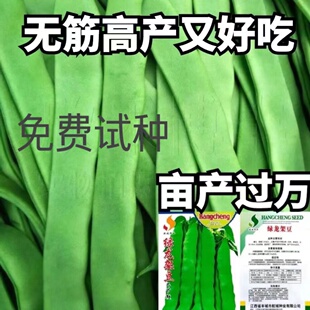 高产宽扁芸豆种子无筋架豆种子三扁二扁芸豆种四季豆种子各地可种