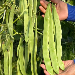 三扁豆角种子蔬菜高产宽扁无筋架豆种子芸豆种四季豆种子春播秋播