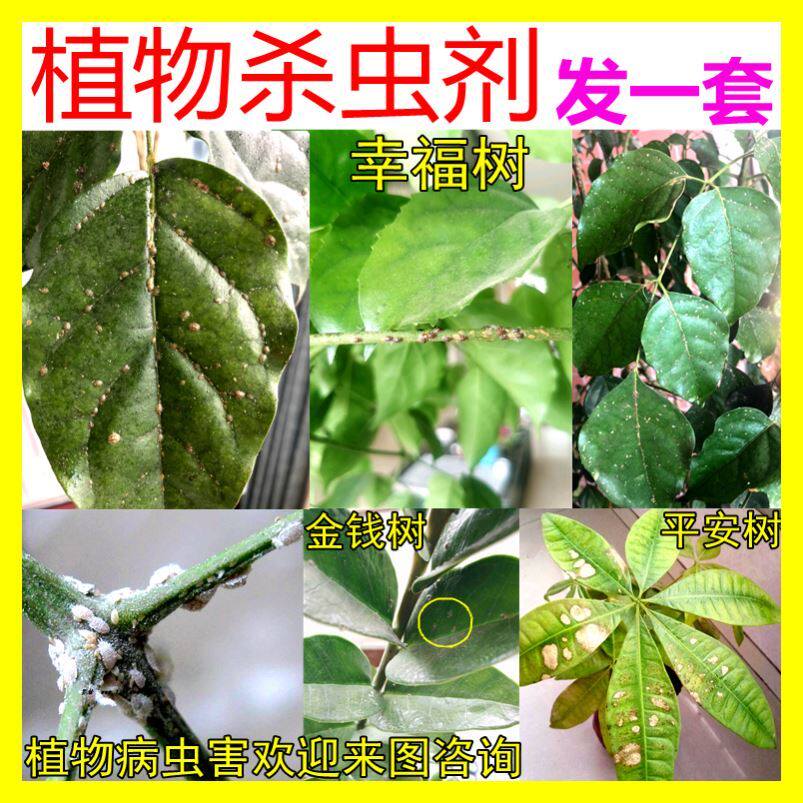 平安树发财树富贵摇钱茶花栀子花蚧壳虫室内家专用驱去除杀虫剂药