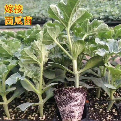 嫁接西瓜苗8424麒麟瓜早熟南方大棚春季种植育苗西瓜苗秧盆栽菜苗