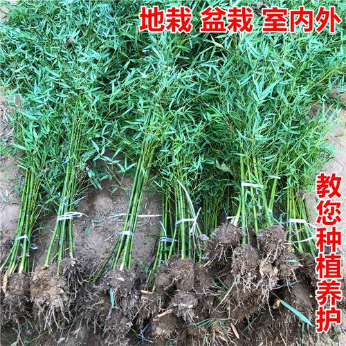风水 竹子 罗汉 绿化 盆栽 庭院 耐寒 室内