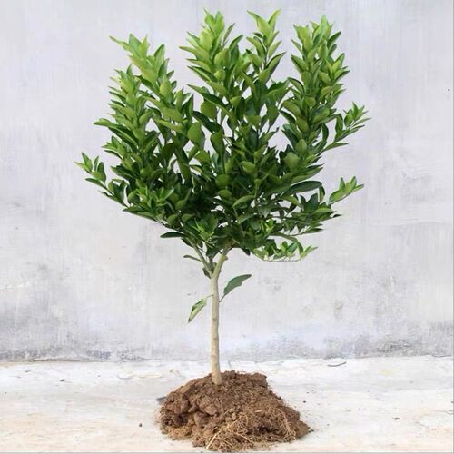 早熟无核涌泉蜜橘苗 黄岩蜜桔苗 嫁接无籽柑