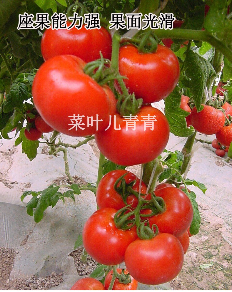 以色列奇欧佳美大红果番茄苗秧苗子/西红柿种子 早春用 早熟