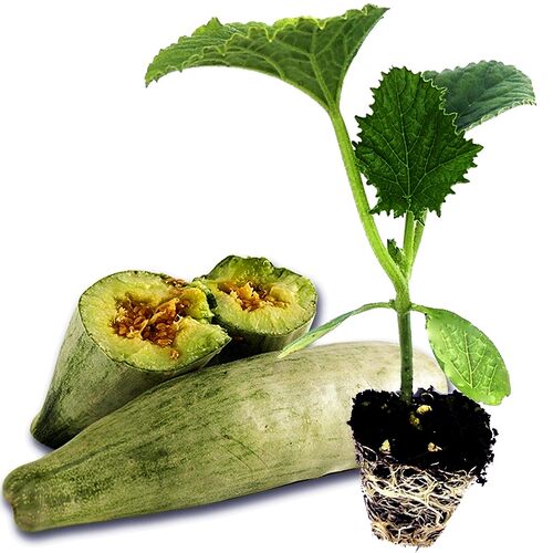 羊角蜜甜瓜苗四季种植早熟高产超甜香瓜秧子幼苗羊角酥脆苗秧