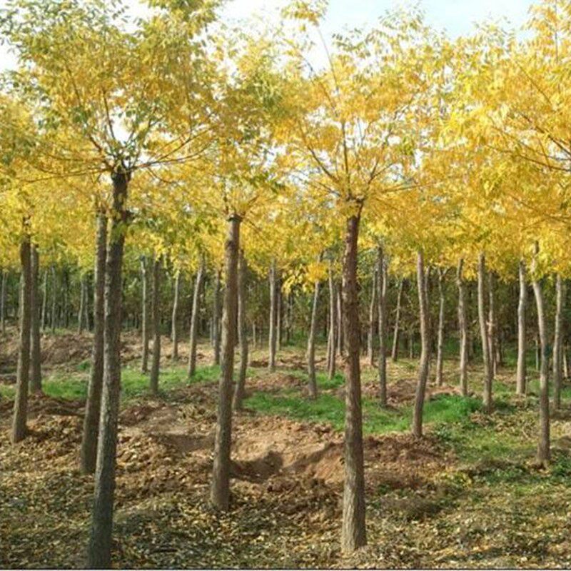 【黄金槐 】嫁接金叶国槐树苗 龙爪槐金枝槐  庭院别墅绿化树苗木