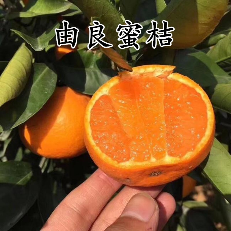 特早柑橘十大品种,当今最好的柑橘品种 特早由良蜜桔 早熟由良苗 柑橘苗 蜜桔果树苗 南方种植新品种
