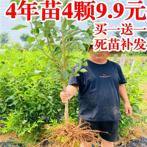树苗 四川 特大 李子 脱骨青脆李三华 嫁接