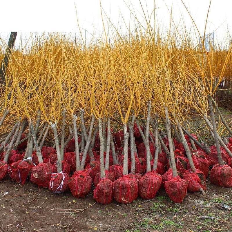 金枝槐嫁接黄金槐树苗金丝槐龙爪槐南北方庭院种植园林绿化树苗木