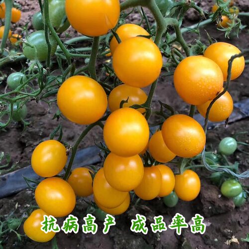 黄妃番茄种苗苗秧种子小蕃茄西红柿圣女果千禧种籽孑蔬菜种子四季