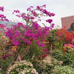 三角梅带花盆栽大苗庭院四季花卉绿樱发货爬藤重瓣云南紫阳台包邮