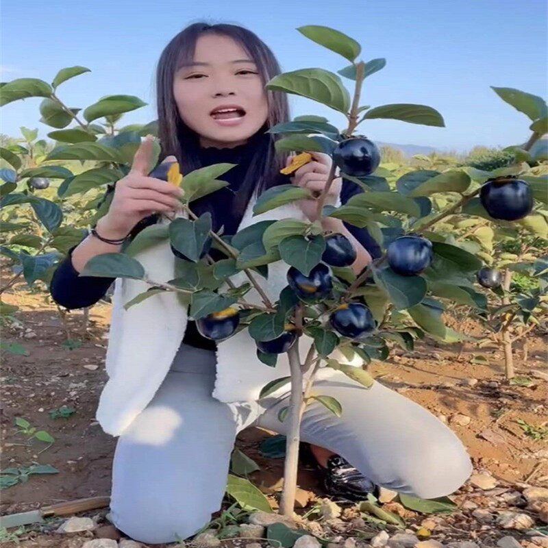 苗树苗嫁接果树苗南方北方种植盆栽地栽黑脆甜柿当年结果