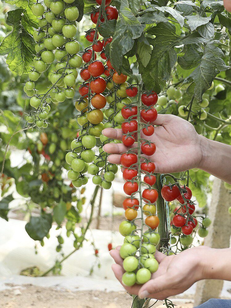 珍珠瀑布番茄苗盆栽樱桃小西红柿种籽圣女果四季阳台春季蔬菜幼苗