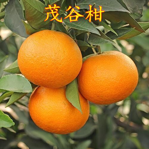 新品种茂谷柑桔潮州柑正宗嫁接橘子果树苗沃柑当年结果盆地栽